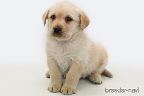 成約済の神奈川県のラブラドールレトリーバー-364261の1枚目